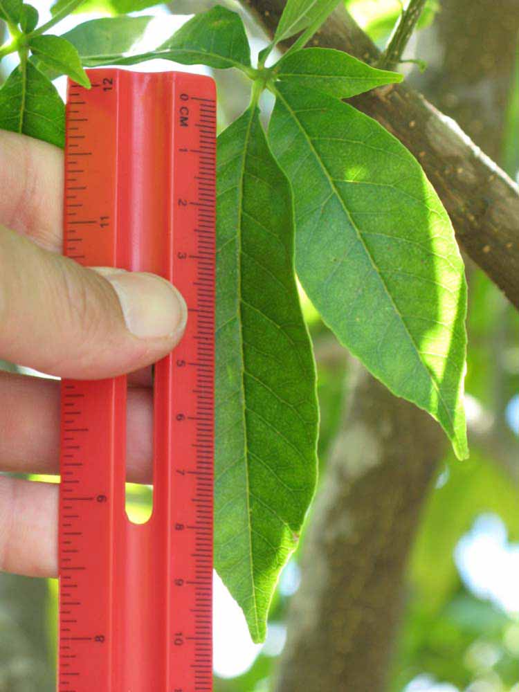            Leaflet (Winter Haven, FL)   